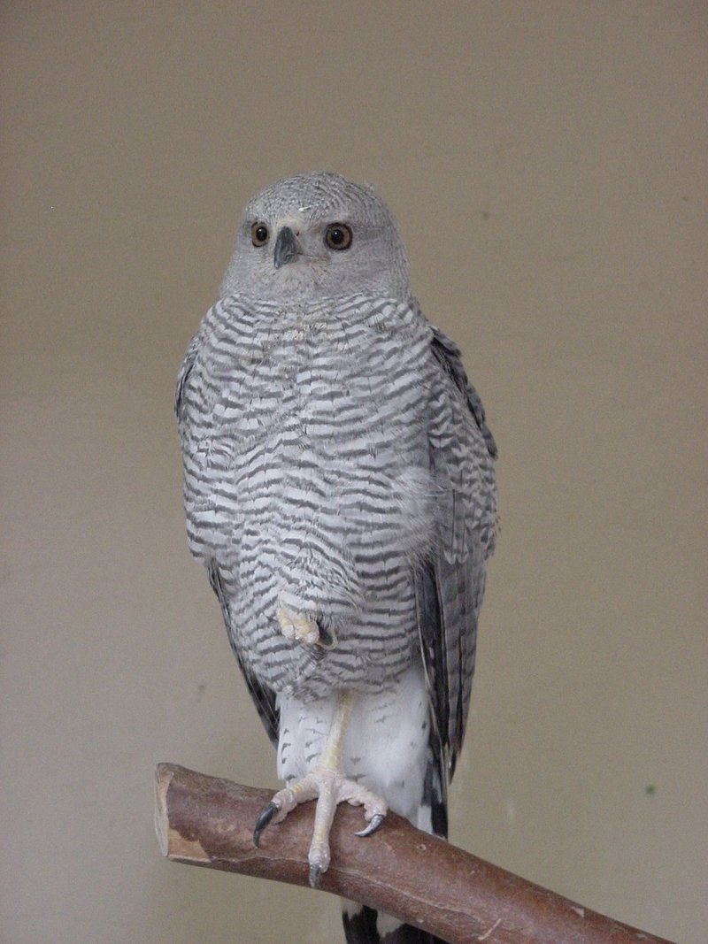 grey-lined hawk (Buteo nitidus); DISPLAY FULL IMAGE.