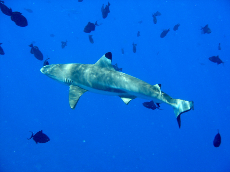 blacktip reef shark (Carcharhinus melanopterus); DISPLAY FULL IMAGE.