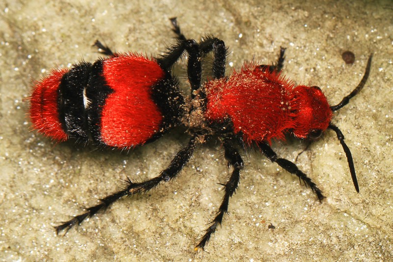 Dasymutilla occidentalis (red velvet ant, eastern velvet ant); DISPLAY FULL IMAGE.