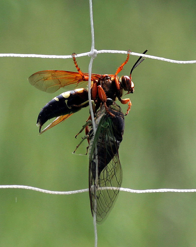 Sphecius speciosus (eastern cicada killer, the cicada hawk); DISPLAY FULL IMAGE.