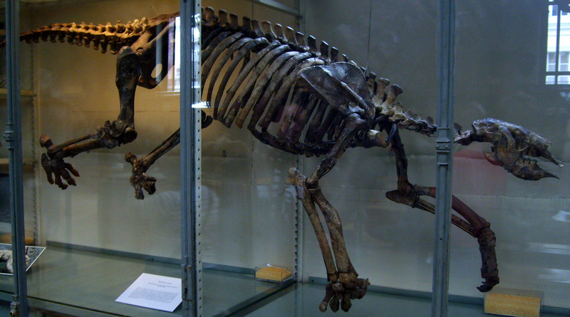 Thalassocnus (marine sloth, fossil); DISPLAY FULL IMAGE.