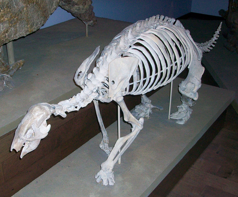 Pronothrotherium typicum (ground sloth, fossil); DISPLAY FULL IMAGE.