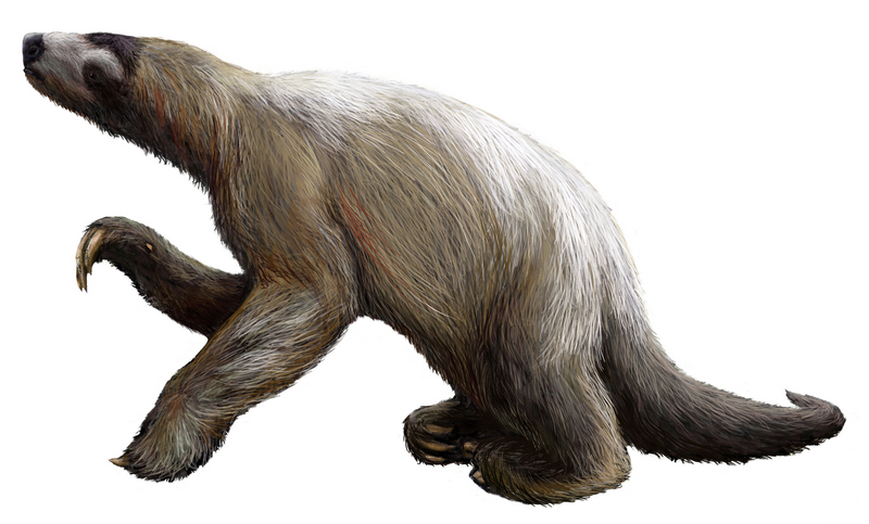 Nothrotheriops shastensis (Shasta ground sloth); DISPLAY FULL IMAGE.