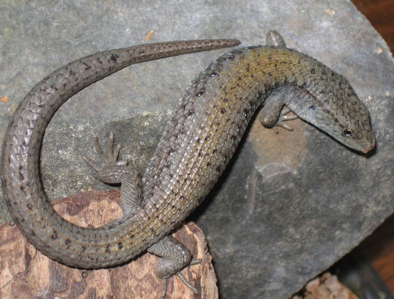 northern alligator lizard (Elgaria coerulea); DISPLAY FULL IMAGE.
