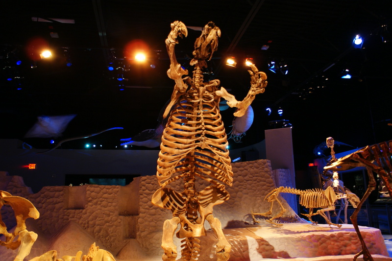 Thinobadistes segnis (giant ground sloth, skeleton); DISPLAY FULL IMAGE.