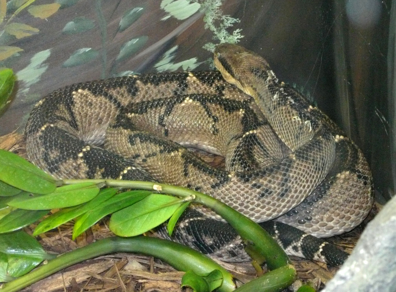 Lachesis stenophrys (Central American bushmaster); DISPLAY FULL IMAGE.