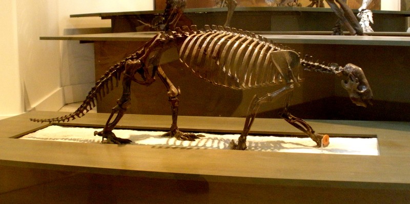 Hapalops ruetimeyeri (ground sloth, fossil); DISPLAY FULL IMAGE.