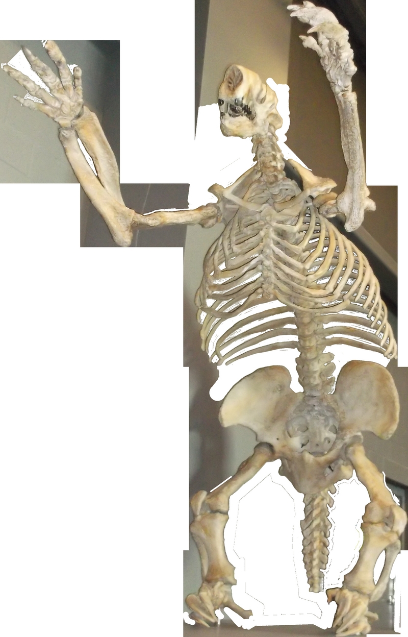 Megalonyx jeffersonii (Jefferson's ground sloth, fossil); DISPLAY FULL IMAGE.