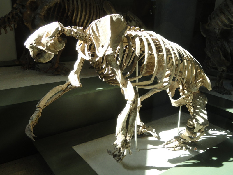 Megalonyx wheatleyi (Wheatley's ground sloth, skeleton); DISPLAY FULL IMAGE.
