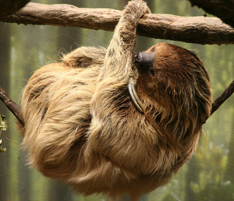 Linnaeus's two-toed sloth, southern two-toed sloth (Choloepus didactylus); DISPLAY FULL IMAGE.