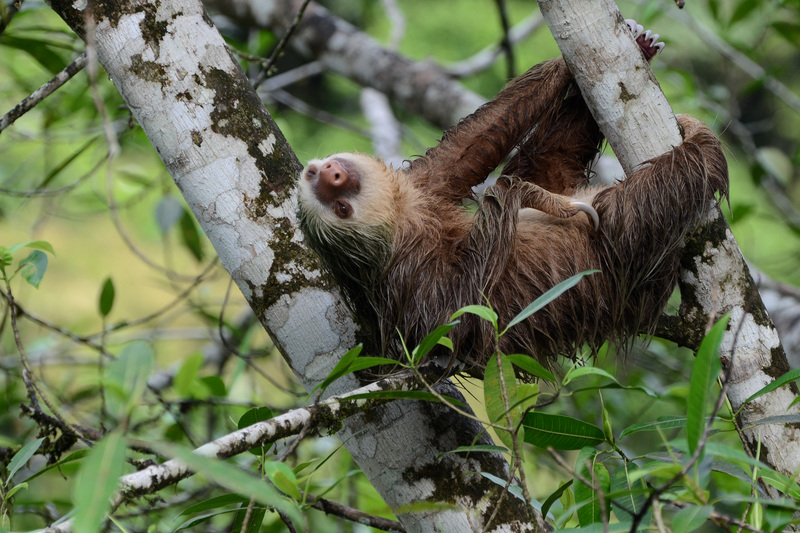 Hoffmann's two-toed sloth (Choloepus hoffmanni); DISPLAY FULL IMAGE.