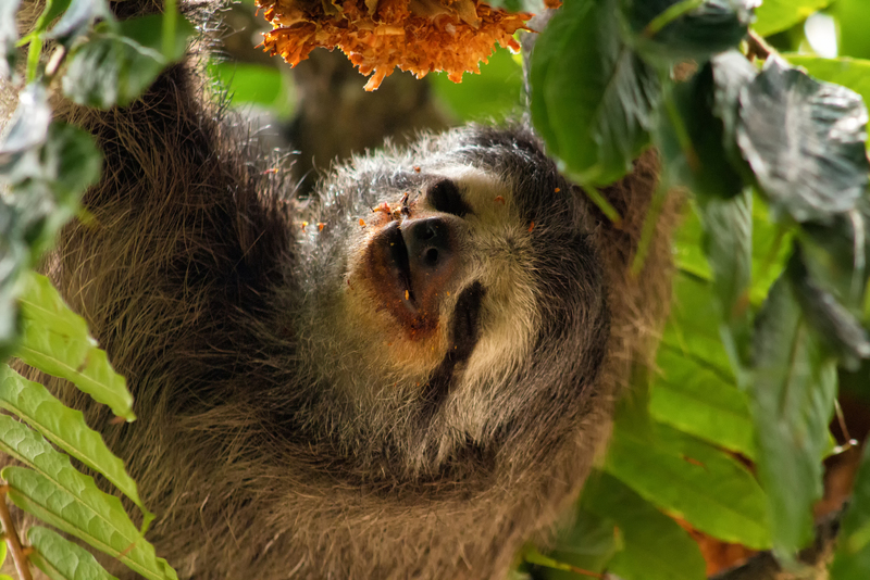 pale-throated sloth, pale-throated three-toed sloth (Bradypus tridactylus); DISPLAY FULL IMAGE.