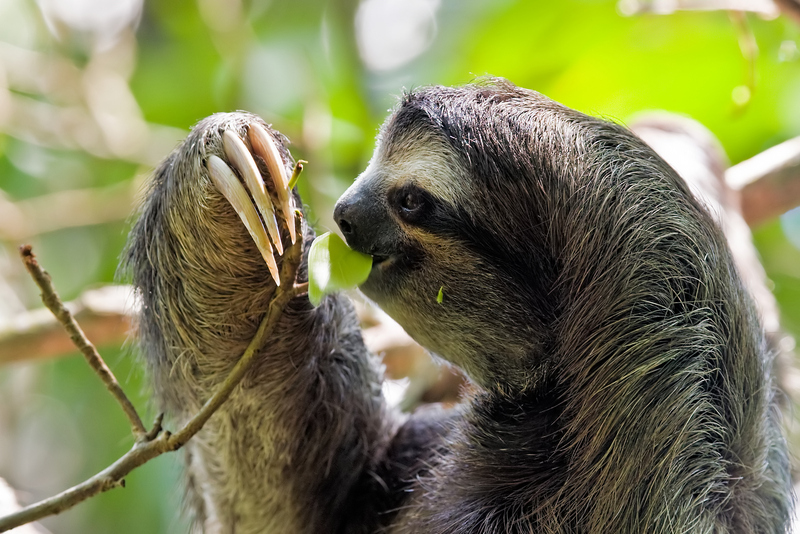 brown-throated sloth, brown-throated three-toed sloth (Bradypus variegatus); DISPLAY FULL IMAGE.