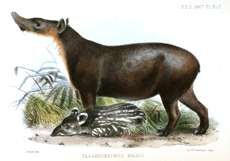 Baird's tapir, Central American tapir (Tapirus bairdii); DISPLAY FULL IMAGE.