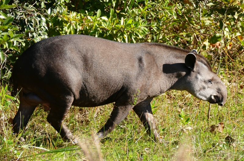 Brazilian tapir, South American tapir (Tapirus terrestris); DISPLAY FULL IMAGE.