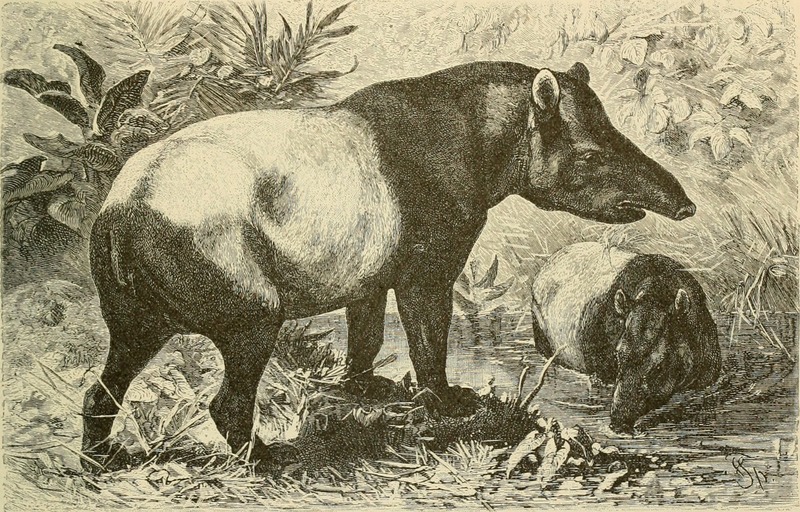 Malayan tapir, Asian tapir (Tapirus indicus); DISPLAY FULL IMAGE.