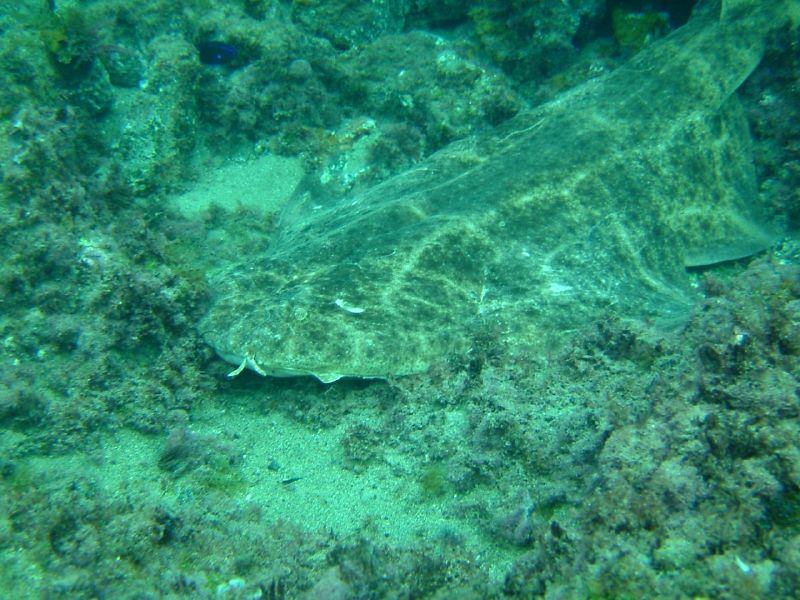 Squatina squatina (angelshark, monkfish); DISPLAY FULL IMAGE.