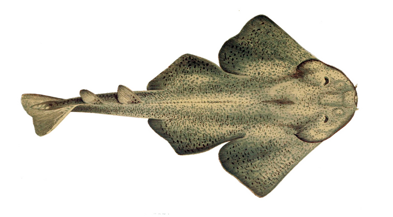 Squatina squatina (angelshark, monkfish); DISPLAY FULL IMAGE.