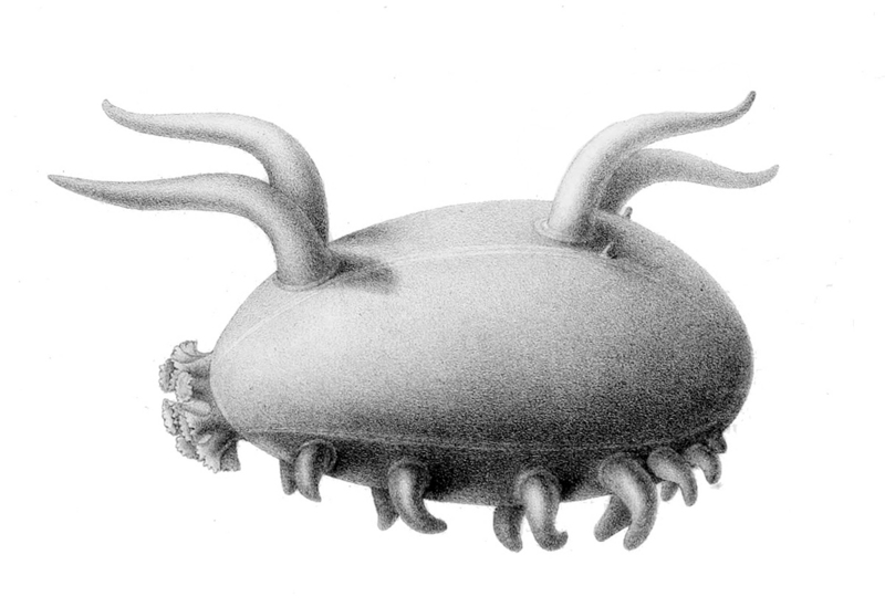 Scotoplanes globosa (sea pig); DISPLAY FULL IMAGE.