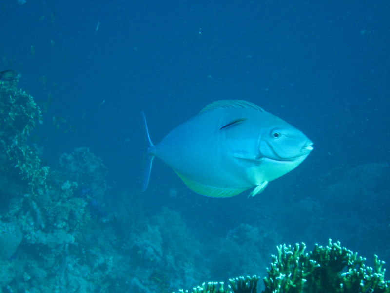 Acanthurus mata, Elongate surgeonfish; DISPLAY FULL IMAGE.