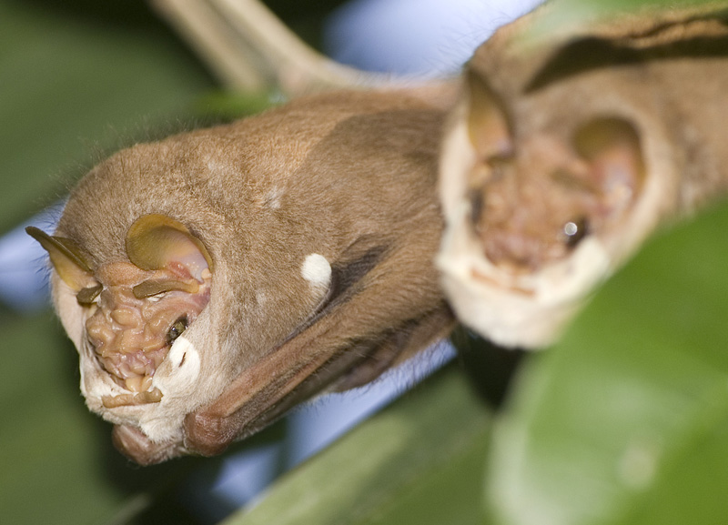 wrinkle-faced bat (Centurio senex); DISPLAY FULL IMAGE.