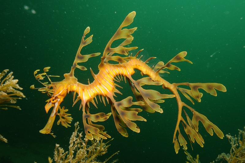 leafy seadragon, Glauert's seadragon (Phycodurus eques); DISPLAY FULL IMAGE.