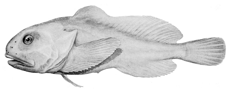 blobfish (Psychrolutes marcidus); DISPLAY FULL IMAGE.