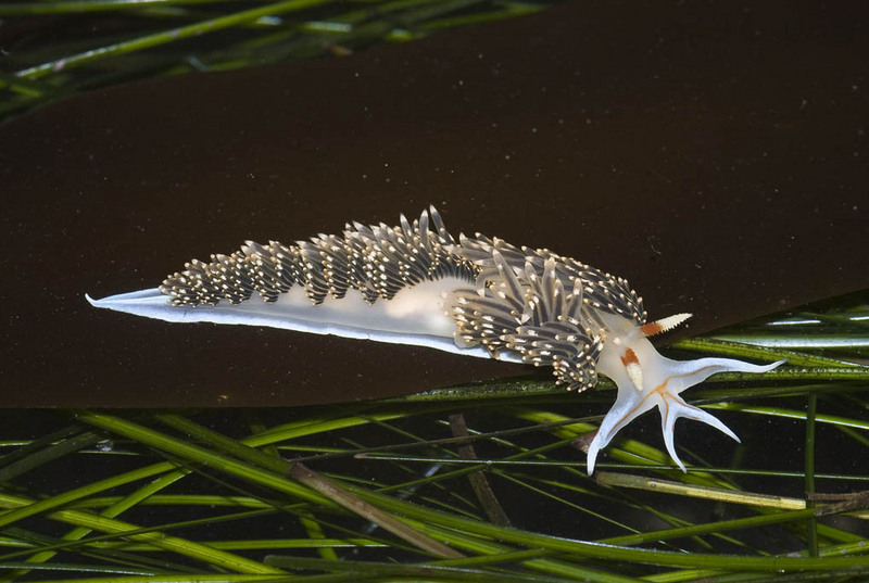 Phidiana hiltoni (sea slug); DISPLAY FULL IMAGE.
