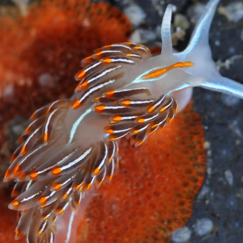Hermissenda crassicornis (sea slug); DISPLAY FULL IMAGE.