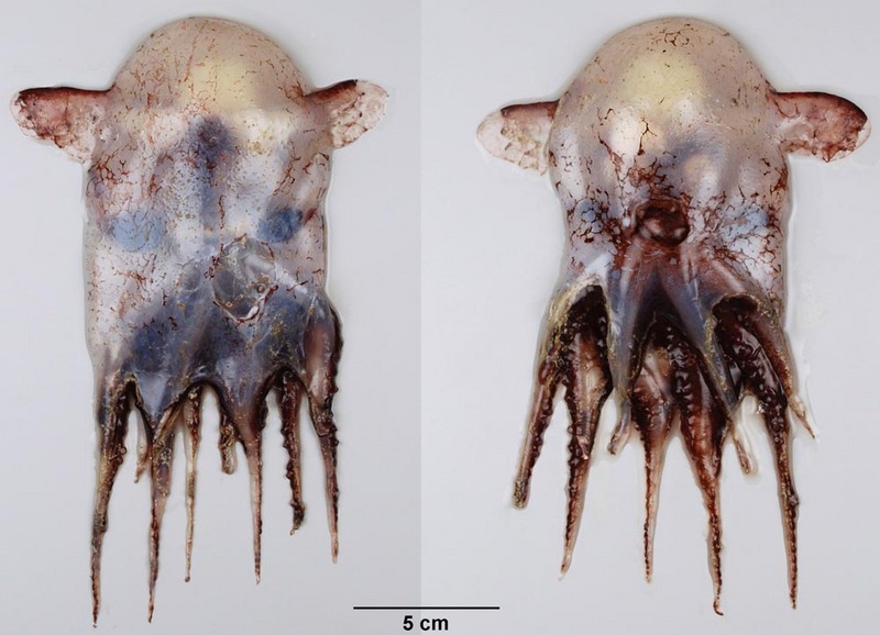 Grimpoteuthis innominata (dumbo octopus, small jellyhead); DISPLAY FULL IMAGE.