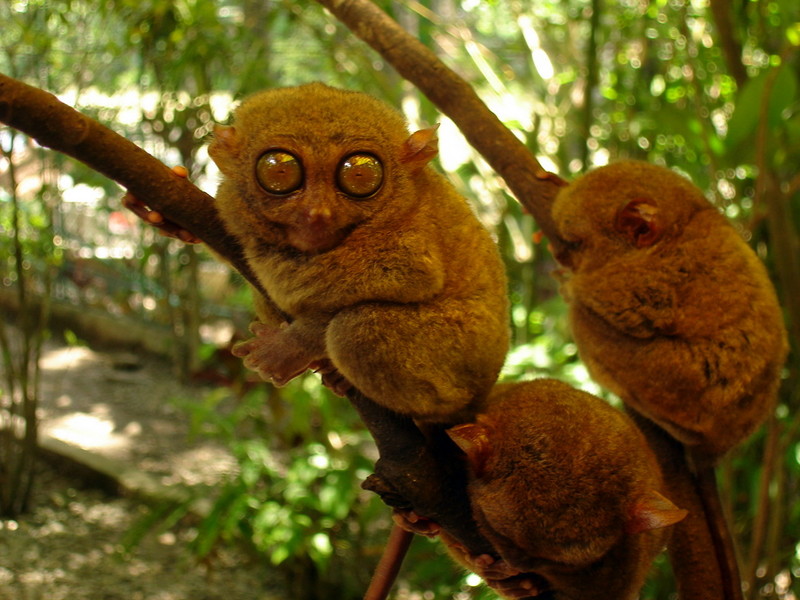 Philippine tarsier, mawmag (Carlito syrichta); DISPLAY FULL IMAGE.