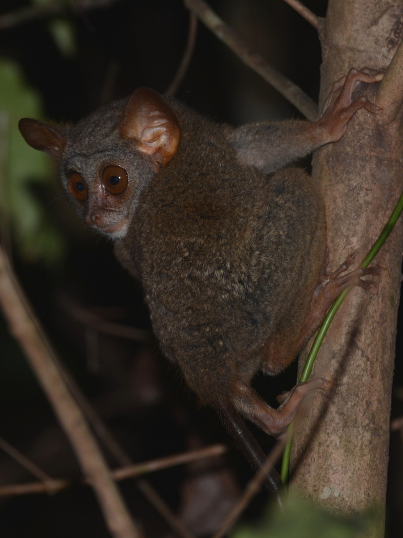 Siau Island tarsier (Tarsius tumpara); DISPLAY FULL IMAGE.