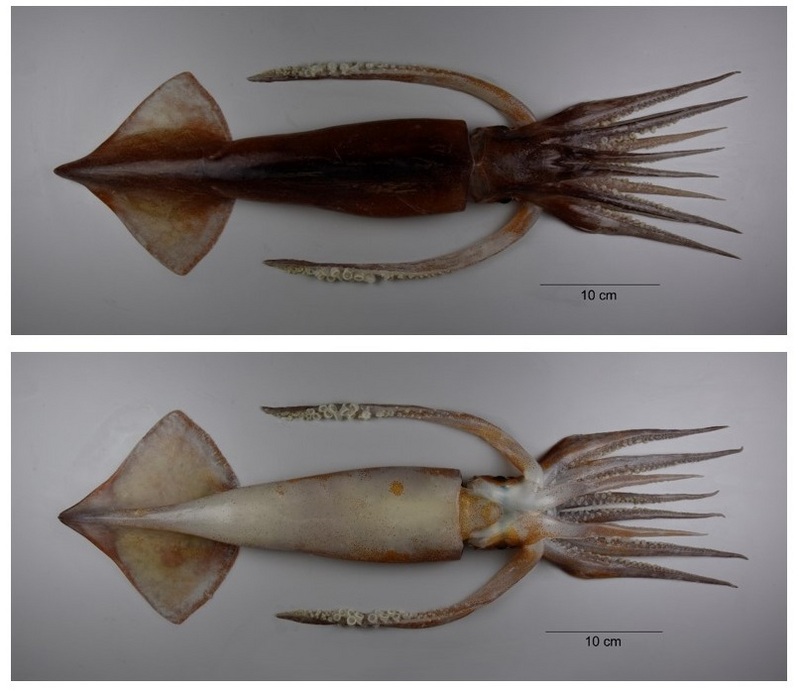 Nototodarus sloanii (New Zealand arrow squid, Wellington flying squid); DISPLAY FULL IMAGE.