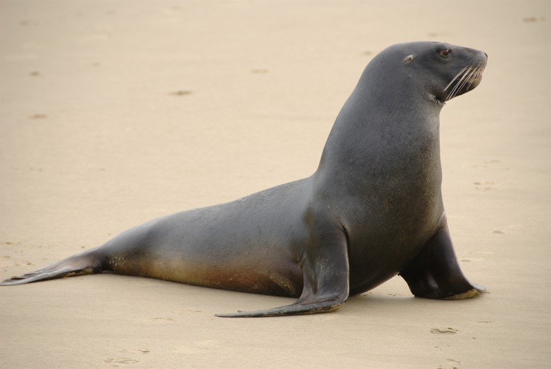 New Zealand sea lion (Phocarctos hookeri); DISPLAY FULL IMAGE.