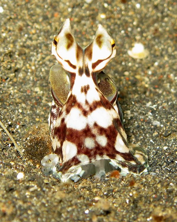mimic octopus (Thaumoctopus mimicus); Image ONLY