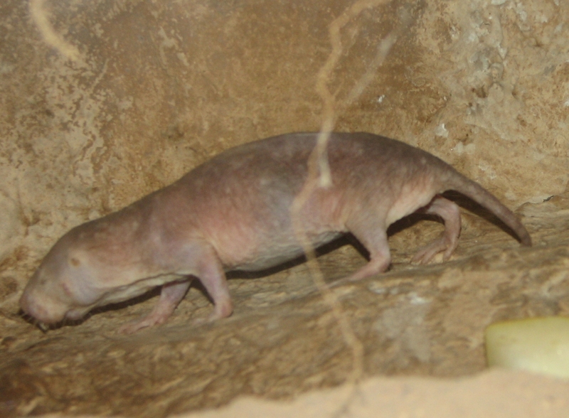 naked mole-rat, sand puppy (Heterocephalus glaber); DISPLAY FULL IMAGE.