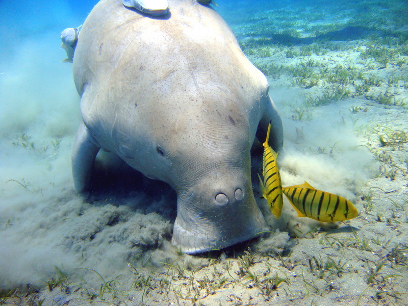 dugong (Dugong dugon); DISPLAY FULL IMAGE.