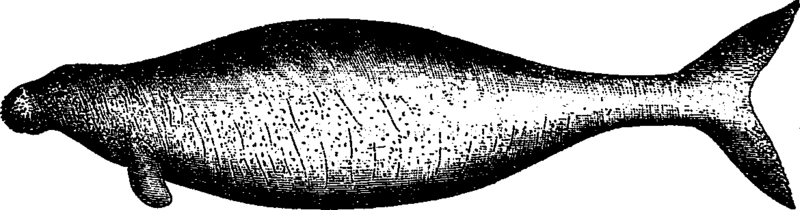 Steller's sea cow (Hydrodamalis gigas), extinct; DISPLAY FULL IMAGE.