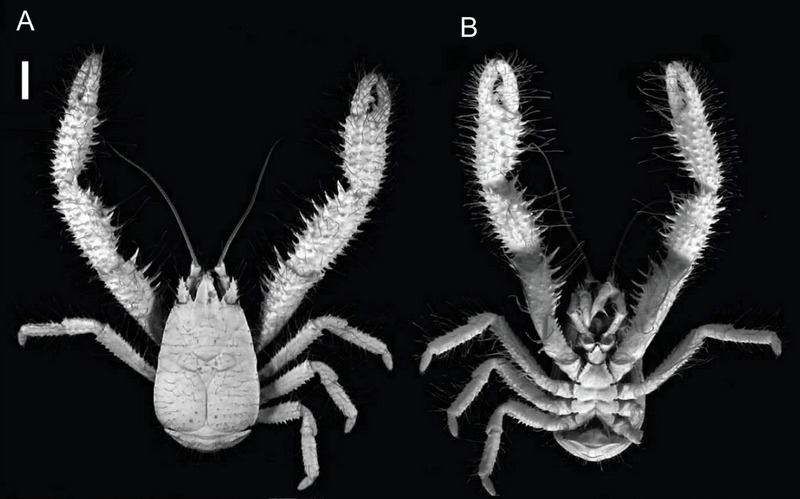 Kiwa puravida (yeti crab); DISPLAY FULL IMAGE.