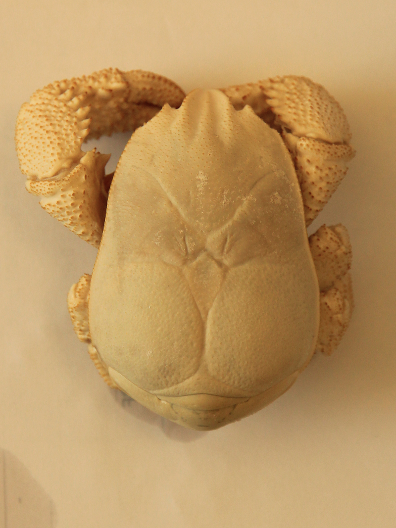 Kiwa tyleri (Hoff crab); DISPLAY FULL IMAGE.