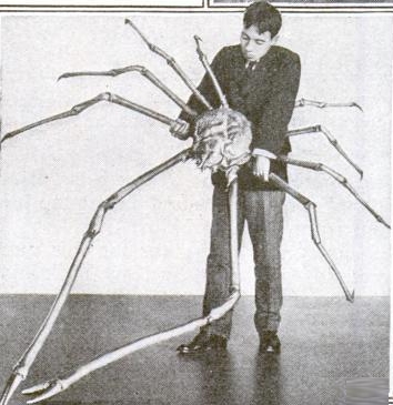 Japanese spider crab (Macrocheira kaempferi); Image ONLY