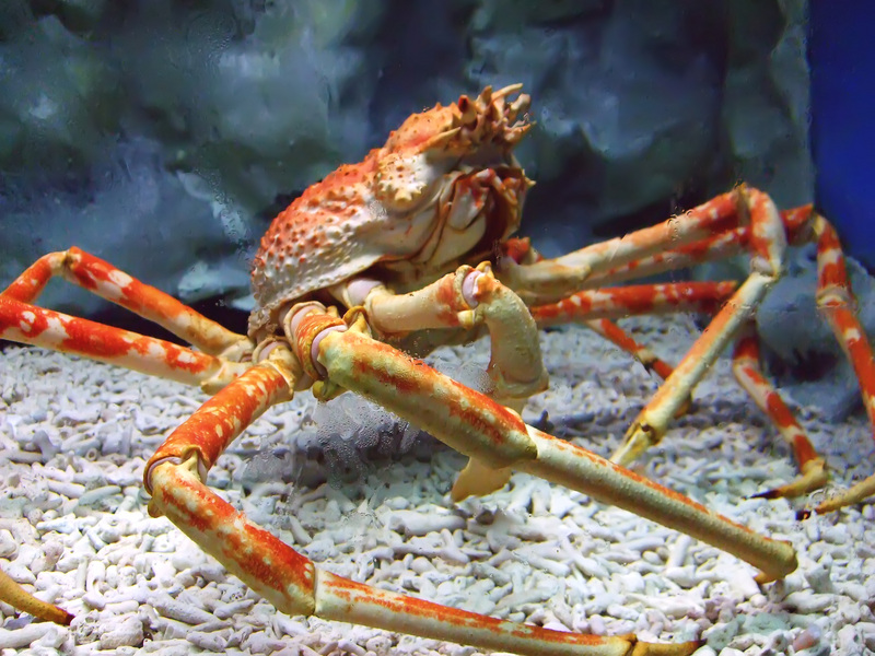 Japanese spider crab (Macrocheira kaempferi); DISPLAY FULL IMAGE.