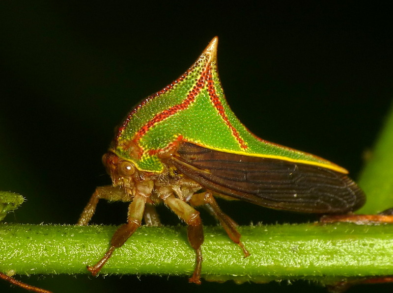 Umbonia spinosa (thorn bug, treehopper); DISPLAY FULL IMAGE.