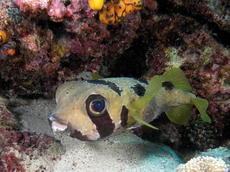 black-blotched porcupinefish, shortspine porcupinefish (Diodon liturosus); DISPLAY FULL IMAGE.