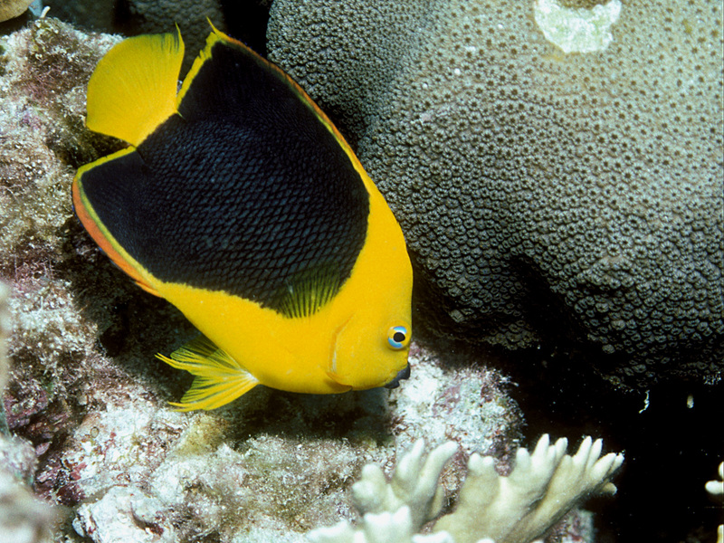rock beauty, Holacanthus tricolor; DISPLAY FULL IMAGE.
