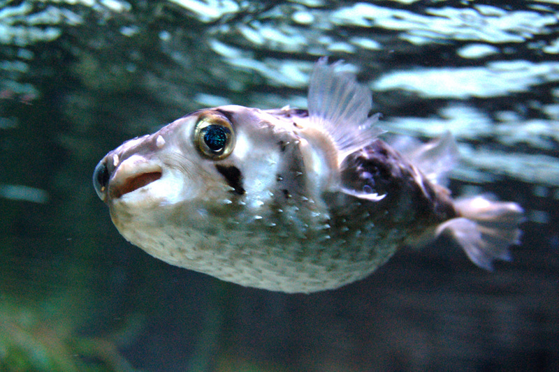 Diodon nicthemerus (slender-spined porcupine fish, globefish); DISPLAY FULL IMAGE.