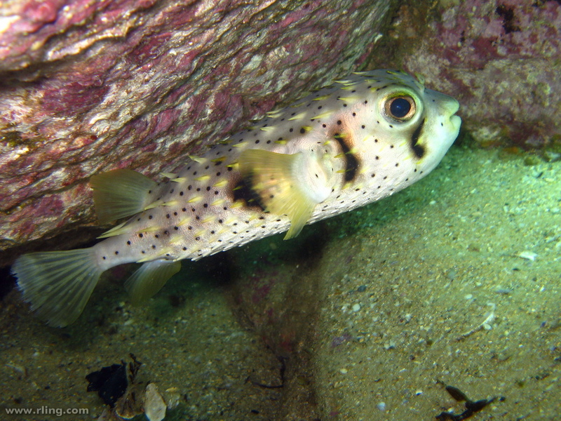 Dicotylichthys punctulatus, Three-barred porcupinefish; DISPLAY FULL IMAGE.