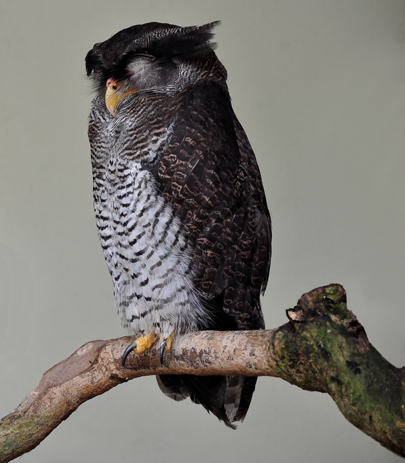 barred eagle-owl, Malay eagle-owl (Bubo sumatranus); DISPLAY FULL IMAGE.