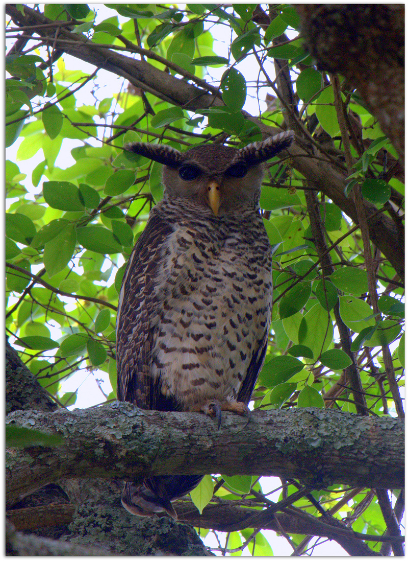 spot-bellied eagle-owl, forest eagle-owl (Bubo nipalensis); DISPLAY FULL IMAGE.