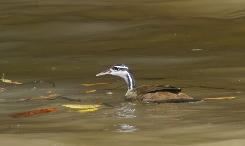 sungrebe, American finfoot (Heliornis fulica); DISPLAY FULL IMAGE.